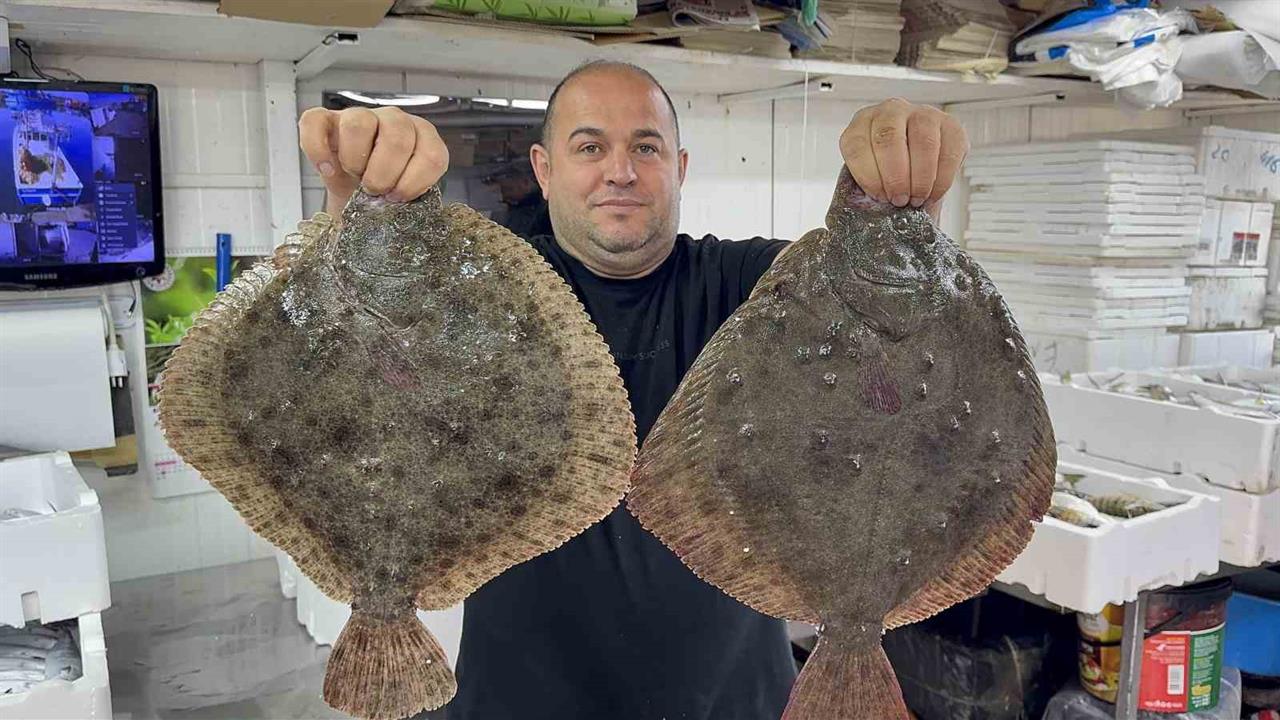 Rize'de Hamsi Bolluğu Diğer Balık Türlerini De Canlandırdı