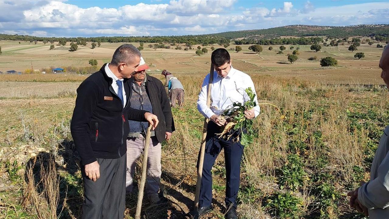 Dumlupınar Kaymakamı Alperen Teltik, Eyidemir Köyü'nde Şeker Pancarı Hasadını Yerinde İnceledi.