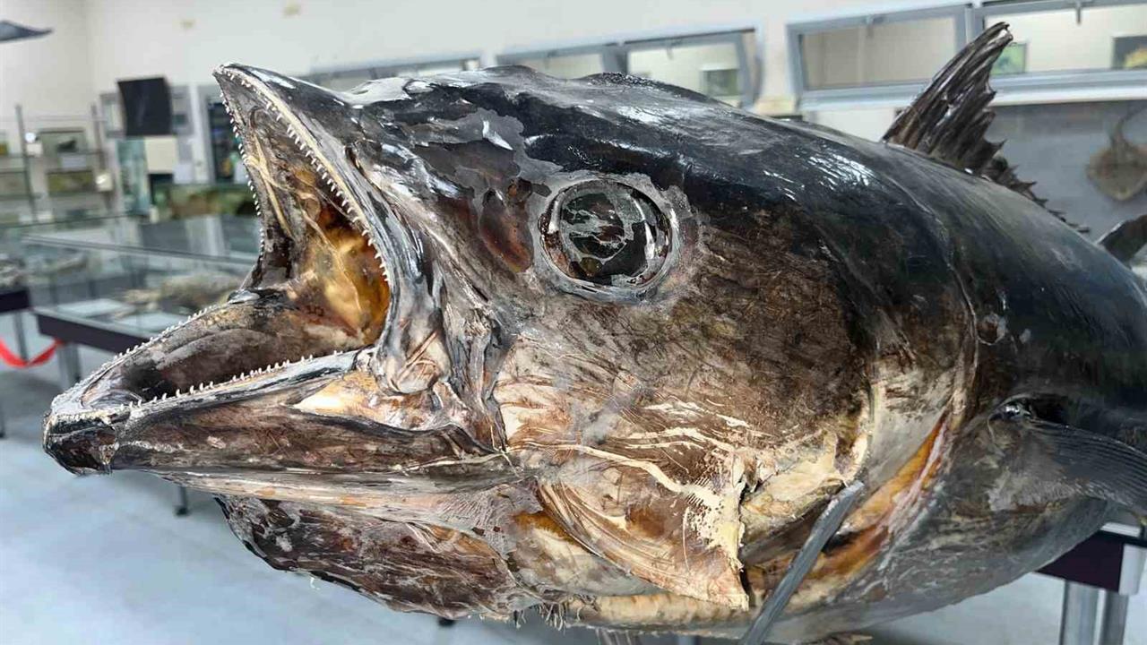 İzmir Katip Çelebi Üniversitesi'nde açılan Deniz Canlıları Koleksiyon Merkezi, nadir deniz canlılarını sergiliyor.