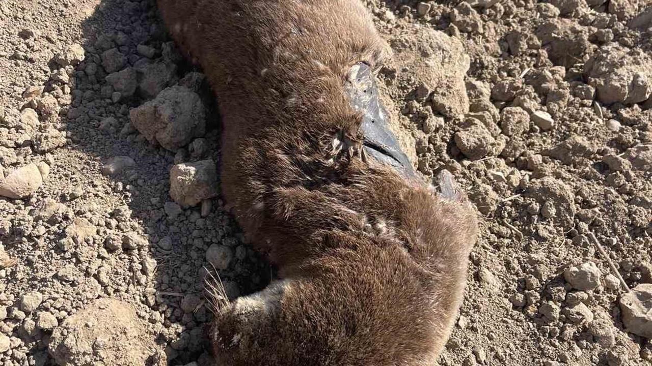 Batman Gercüş'te Koruma Altındaki Su Samuru Telef Halde Bulundu