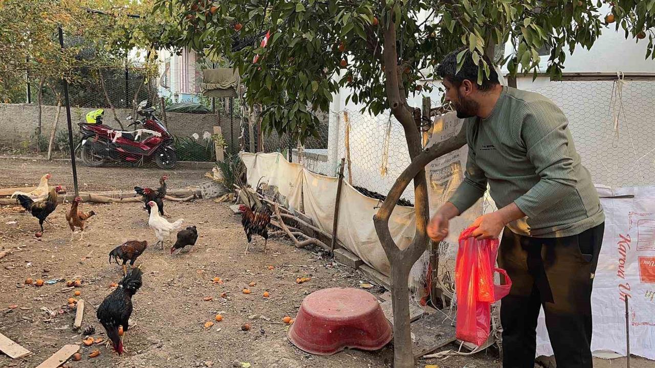 Osmaniye'de Mavi Yumurtlayan Tavukları Çalan Hırsızlar Güvenlik Kameralarını Aşarak Hareket Ediyor.