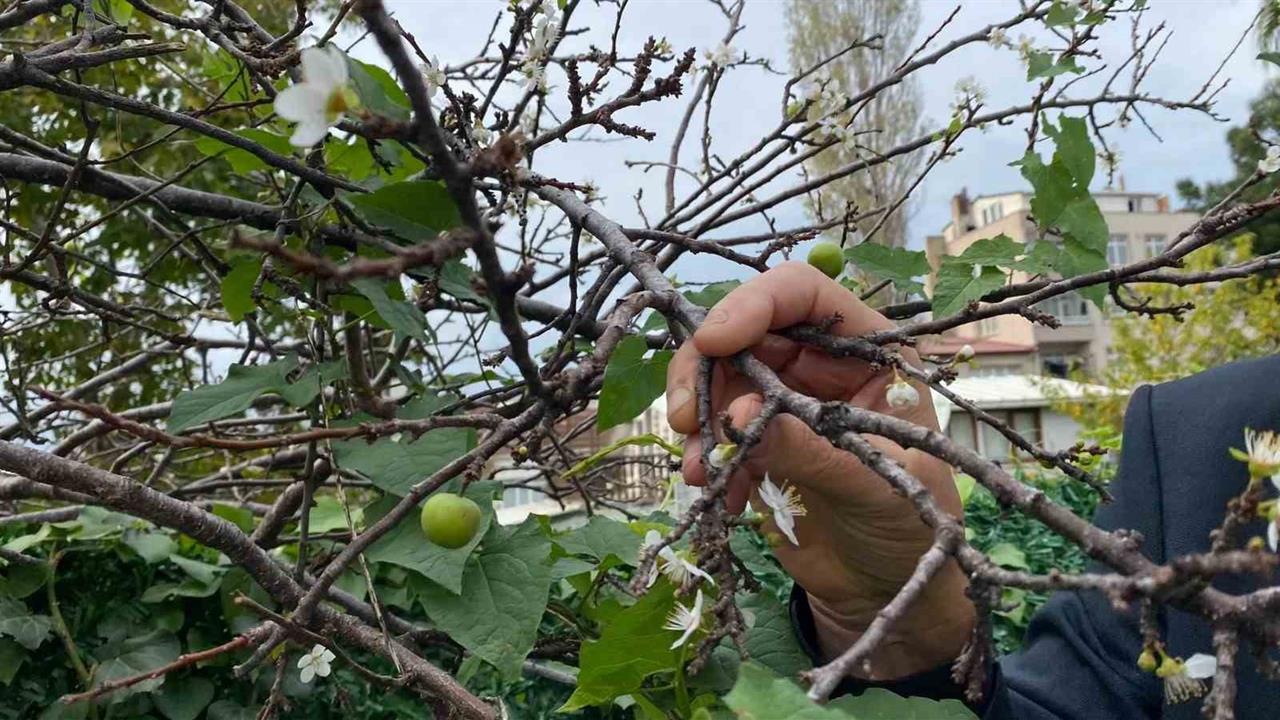 Sinop Mertoğlu'nda Kasım'da Erik Ağacı Çiçek Açarak Meyve Verdi