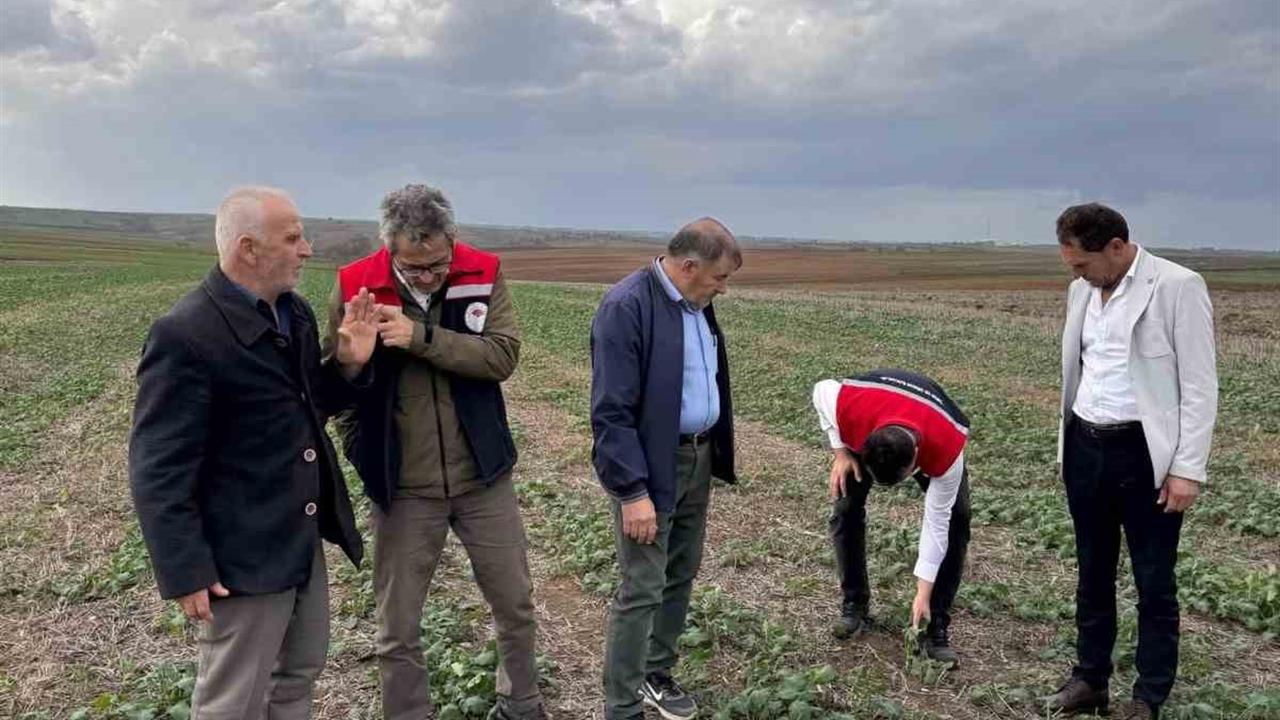 Tekirdağ'da Anıza Kanola Ekimi ile Tarımsal Verimlilik Artacak