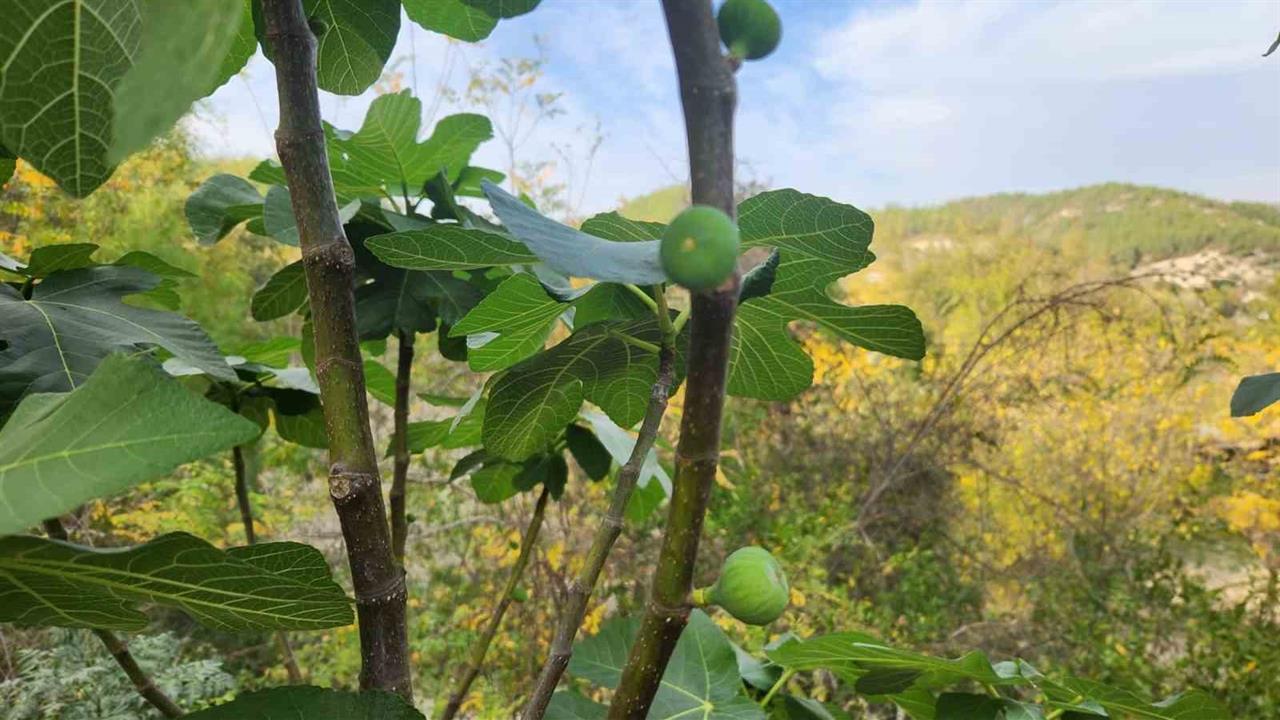 Osmaniye Kadirli'de Mevsim Normallerinin Üzerinde Seyreden Sıcaklıklar İncir Ağaçlarını Etkiledi