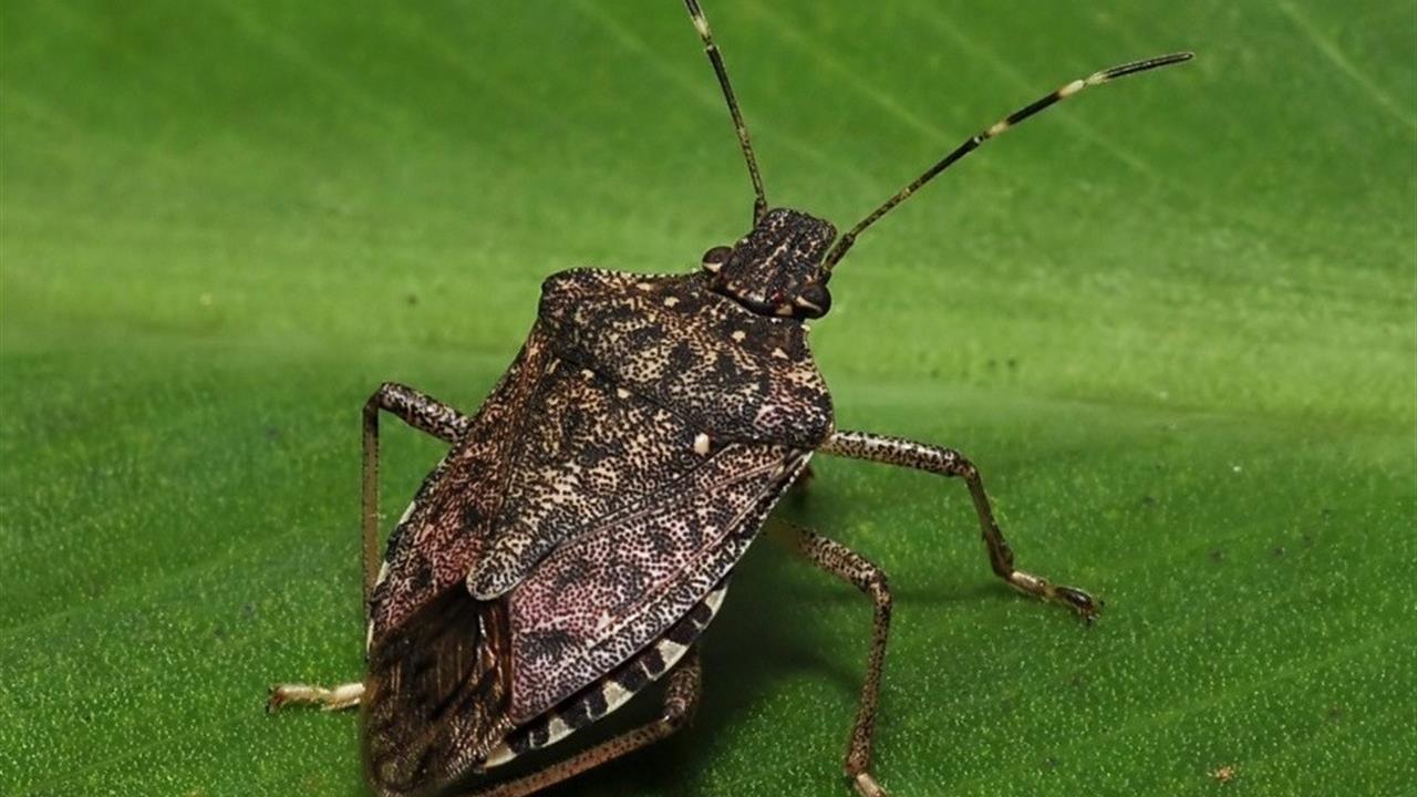 Trabzon'da Fındık Üretimi Kokarcanın Saldırısı Altında Zarar Görüyor