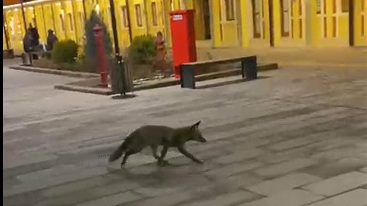 Eskişehir'de Tren Garı'nda Görülen Tilki Yolcuları Şaşırttı