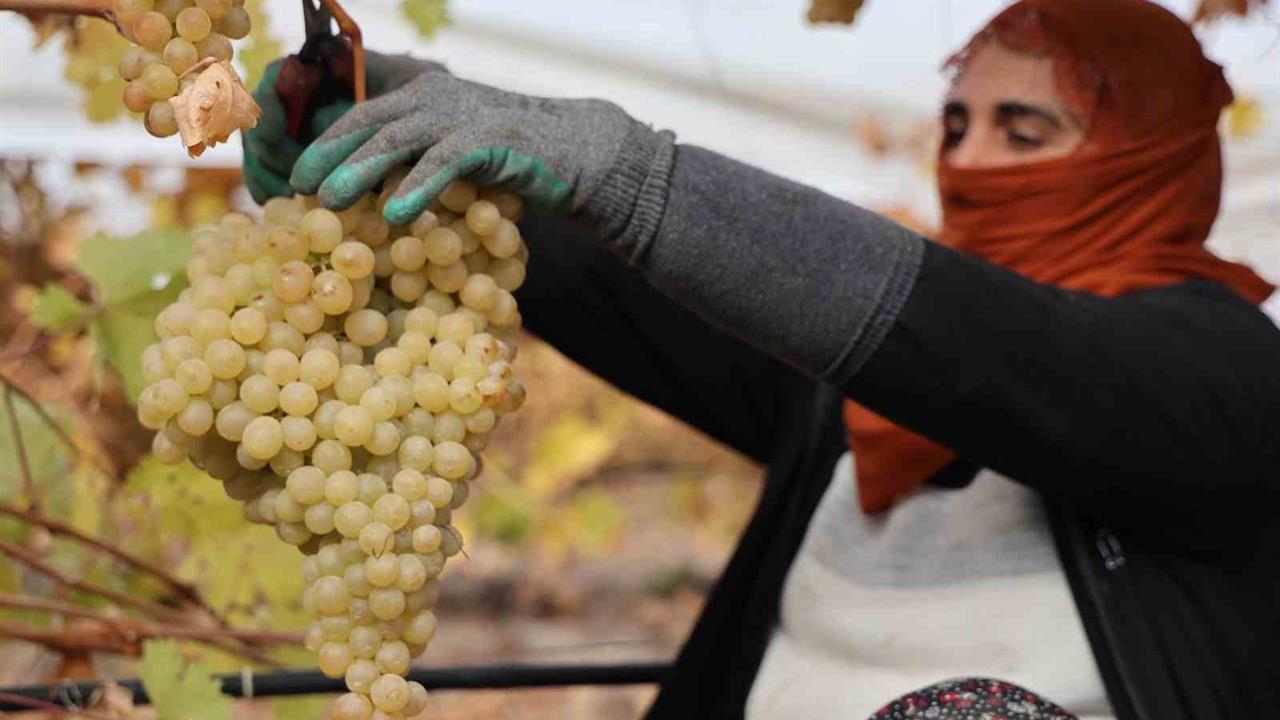 Elazığ Hoş Köy'de Don Nedeniyle Üzüm Rekoltesi Yüzde 80 Azaldı