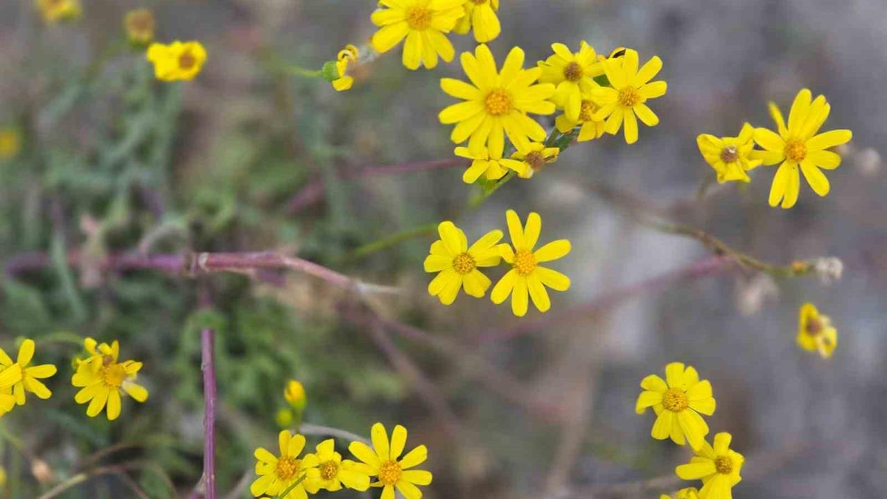 Yozgat Sorgun'da Kasım Sonunda Açan Çiçekler Dikkat Çekti