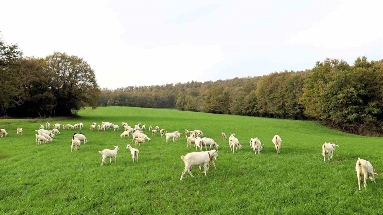 Kocaeli'nde Süt Otu Desteği İle Ekim Oranları Arttı