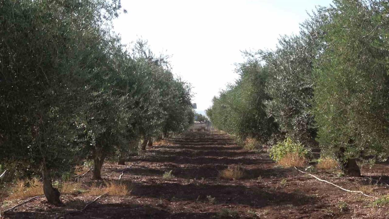 Şırnak İdil'de Zeytin Üretimi Don Olayından Etkilendi, Ürün Yok