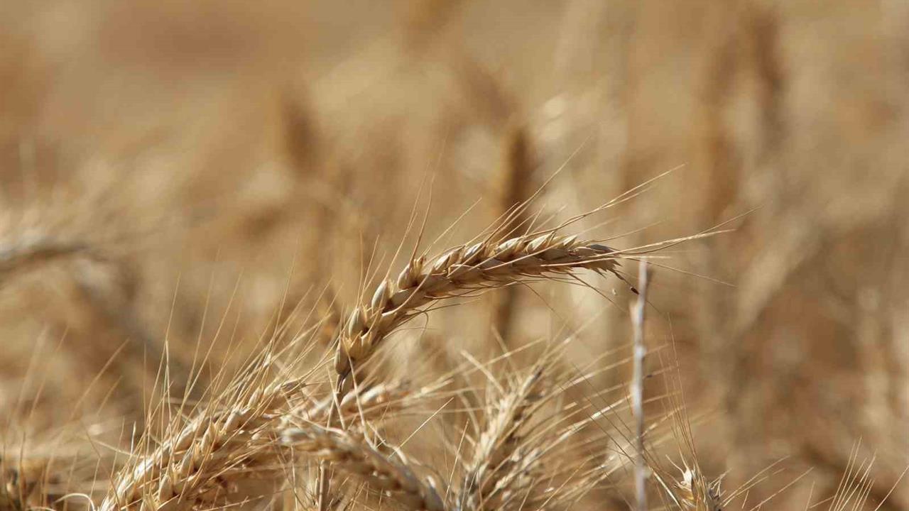 Bursa'da Küresel Tahıl Üretiminde 105 Milyon Tonluk Artış Beklentisi