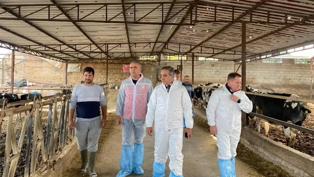 Aydın Efeler'de Şap Hastalığına Karşı 565 Bin 687 Doz Aşı Yapıldı