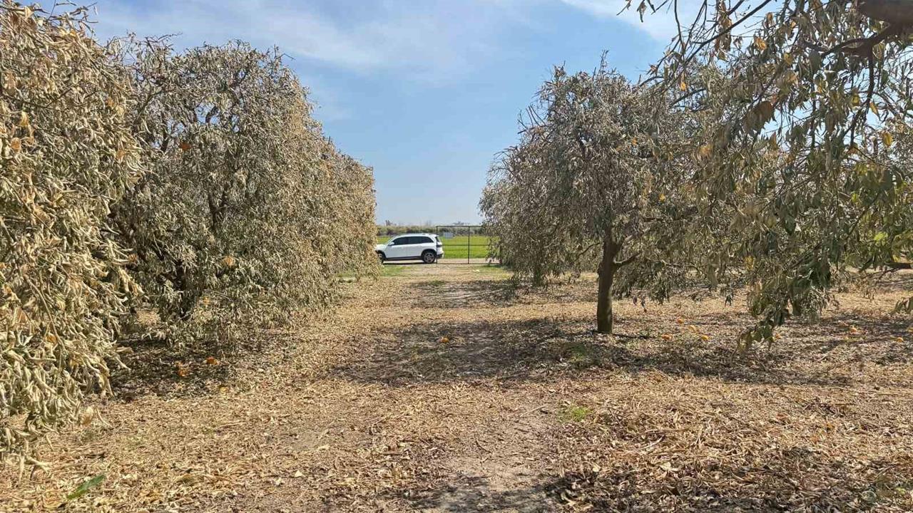 Adana Yüreğir Ziraat Odası Başkanı Doğan, Greyfurt Üreticileri İçin Destek İstedi