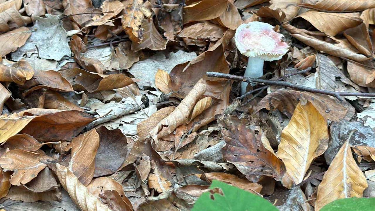 Düzce'de Uzmanlardan Mantar Toplama Konusunda Ciddi Uyarılar Geldi