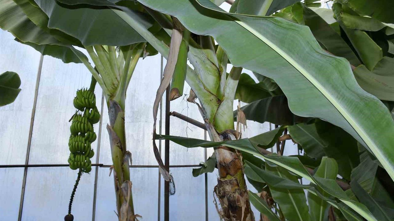 Mersin Bozyazı'da Seralardan Muz ve Avokado Hırsızlığı Yaşandı