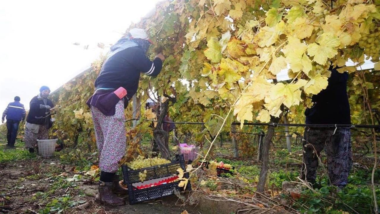 Manisa Sarıgöl'de Üzüm Hasadı Hız Kesmeden Sürüyor