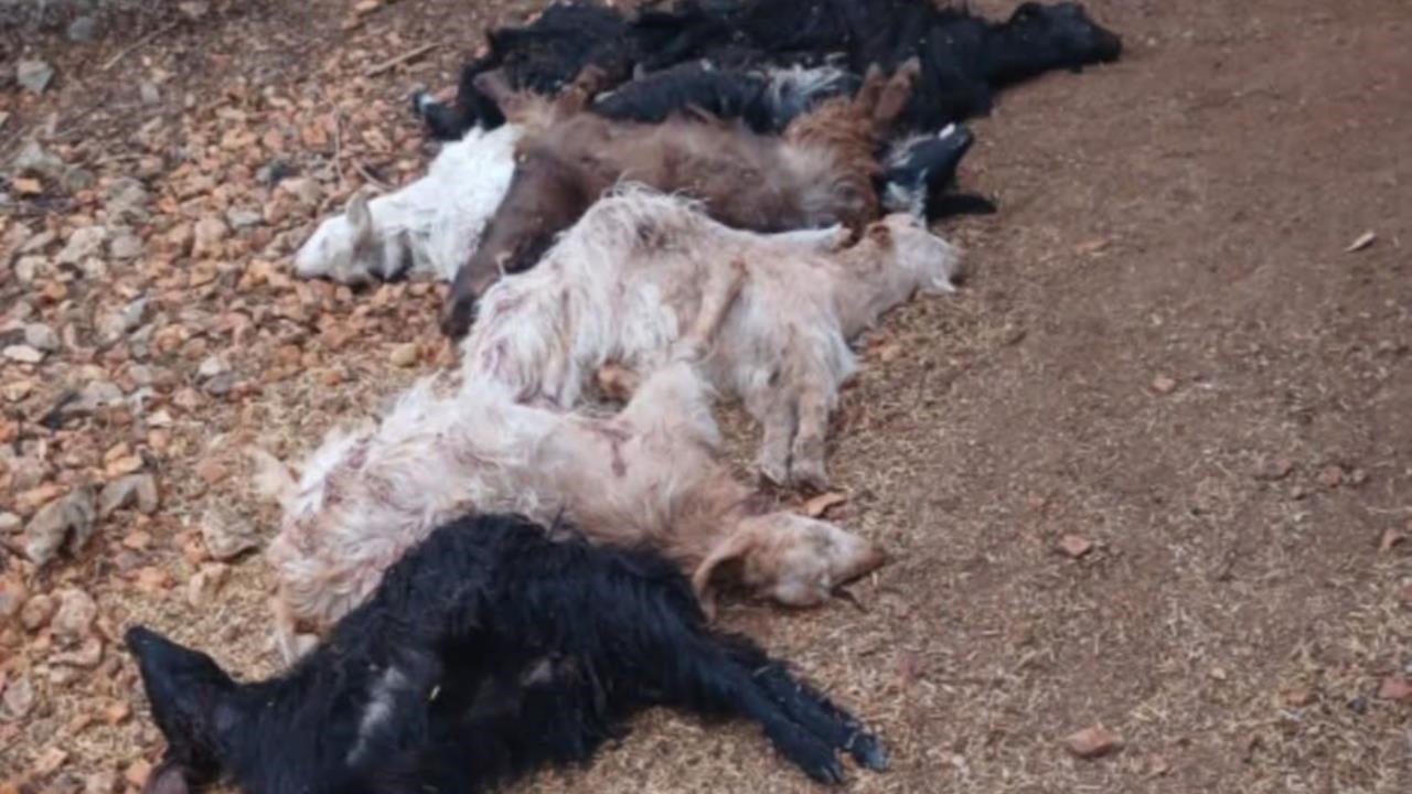 Mersin Tarsus Beylice Köyü'nde Yabani Hayvanlar 12 Keçiyi Telef Etti