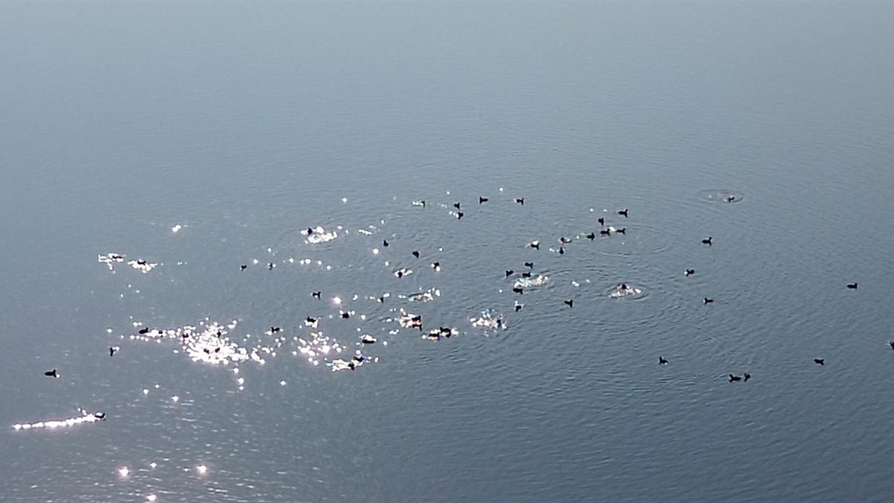Kars'ta Kars Barajı, Göçmen Kuşların Yeni Dinlenme Noktası Haline Geldi