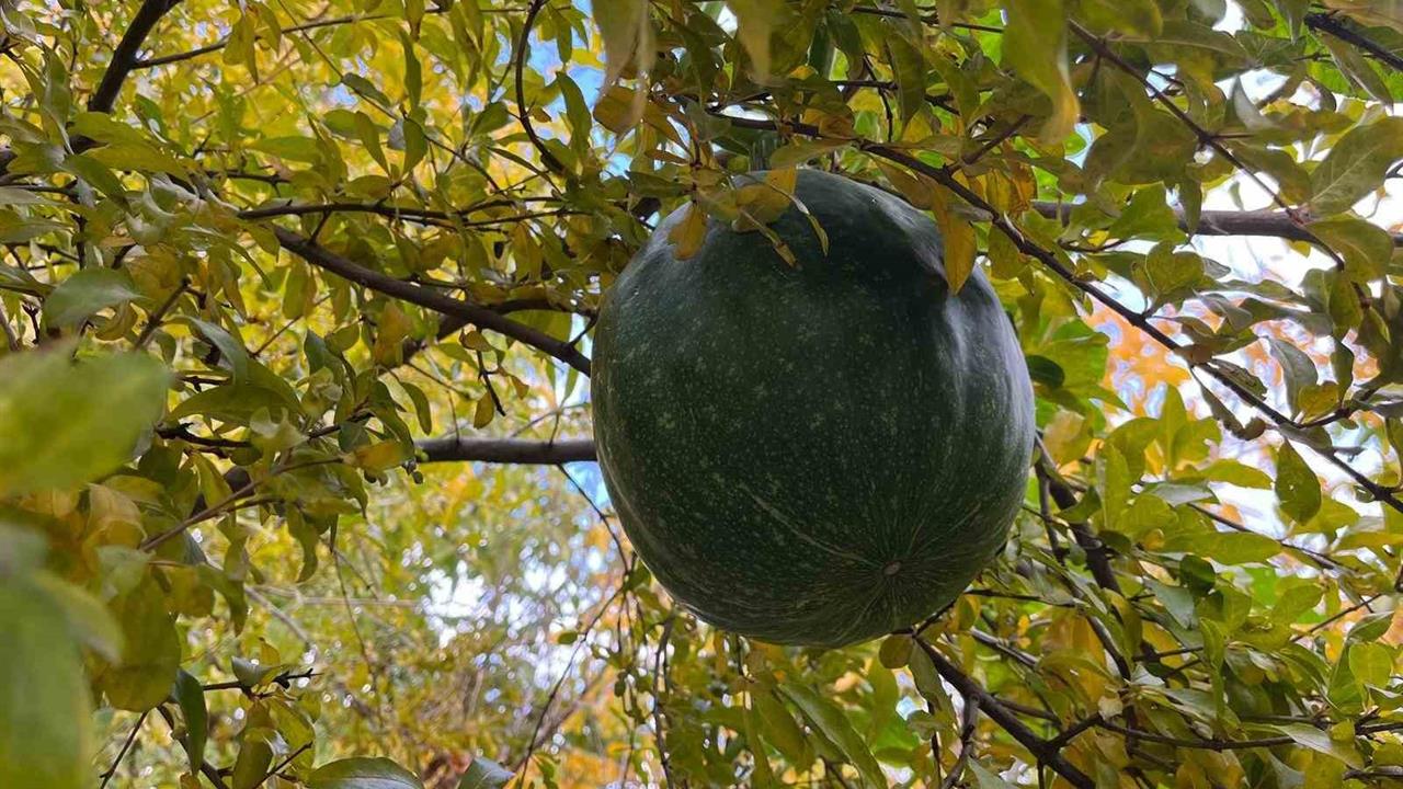 Denizli Buldan'da Ekim Yapılan Kabak, Nar Ağacının Tepesinde Meyve Verdikçe Şaşırttı