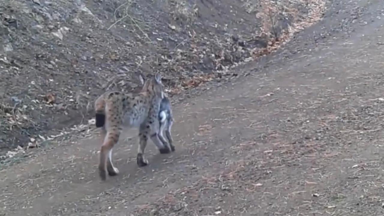 Çankırı'da Yaban Hayatını Gözler Önüne Seren Vaşak Görüntüleri Ortaya Çıktı