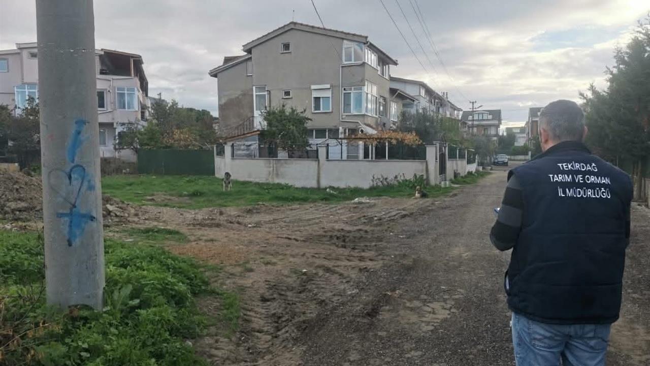 Tekirdağ'da Sokak Hayvanları İçin Sayım Çalışması Başlatıldı