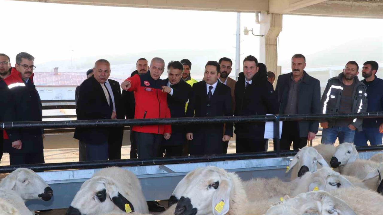 Sivas Yıldızeli'nde Hane Başı 50 Koyun ve 2 Koç Dağıtıldı