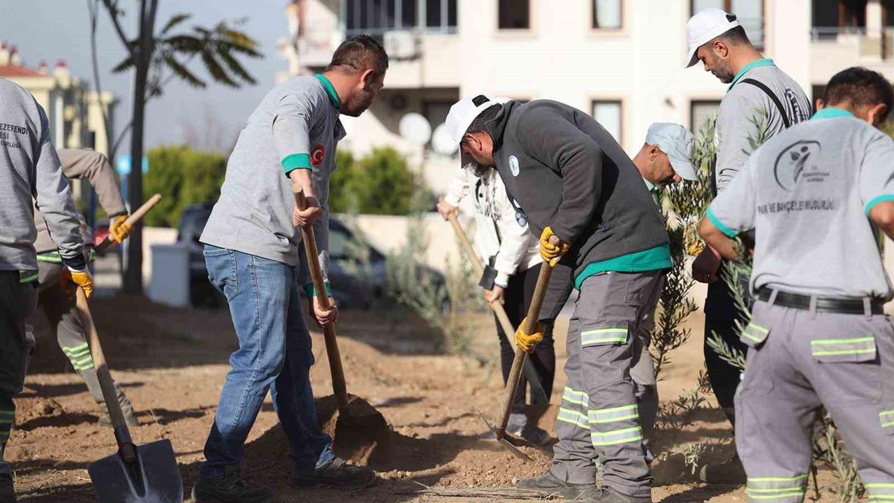 Denizli Merkezefendi'de Zeytin Fidanı Dikimi Gerçekleşti