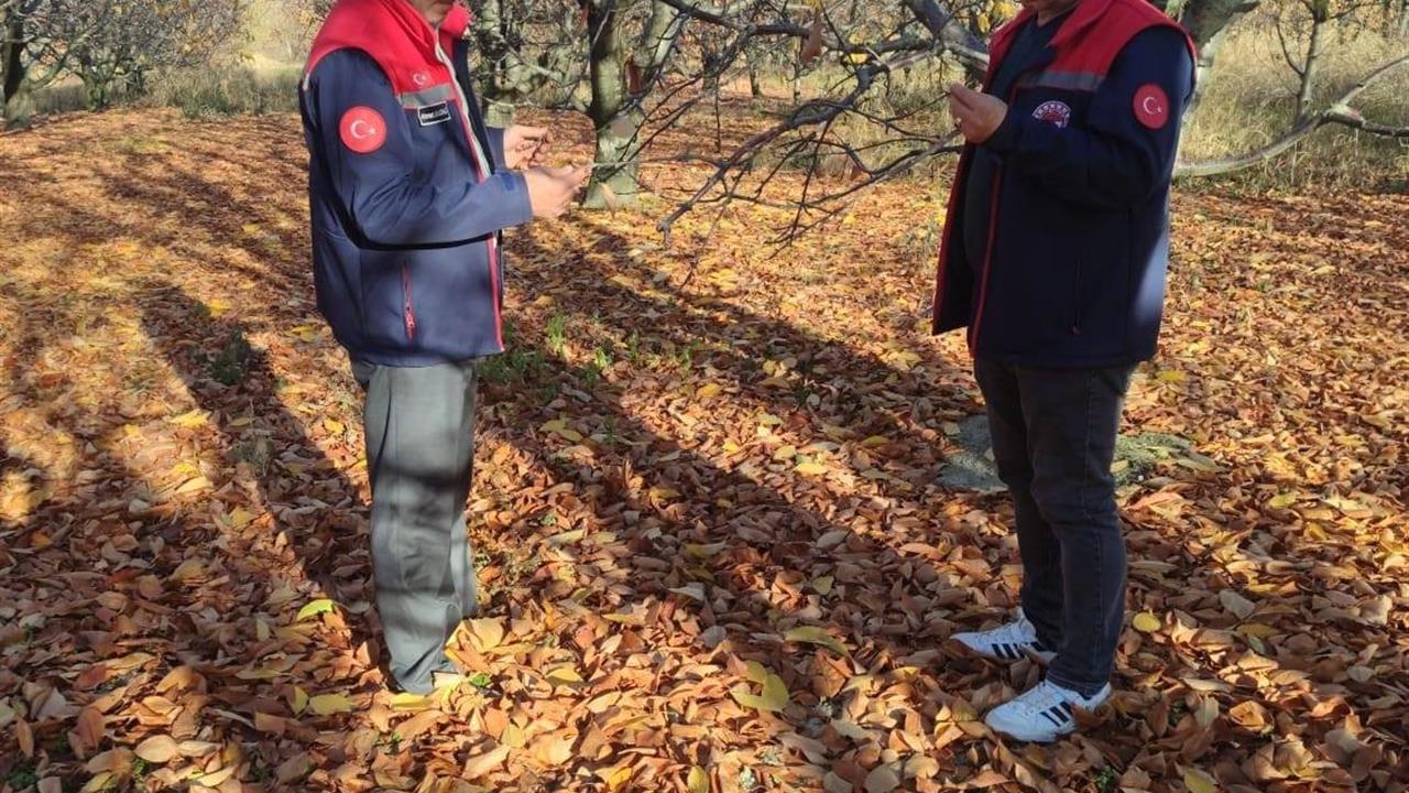 Konya Akşehir'de Kiraz Üretimi İçin Saha İncelemeleri Yapılıyor