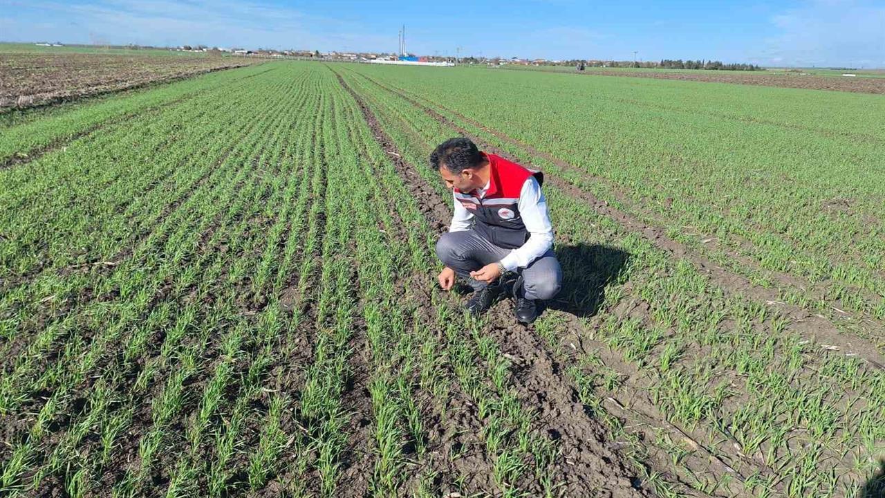 Tekirdağ Muratlı'da Hububat Tarlalarında Ekin Kambur Böceği Tespit Edildi