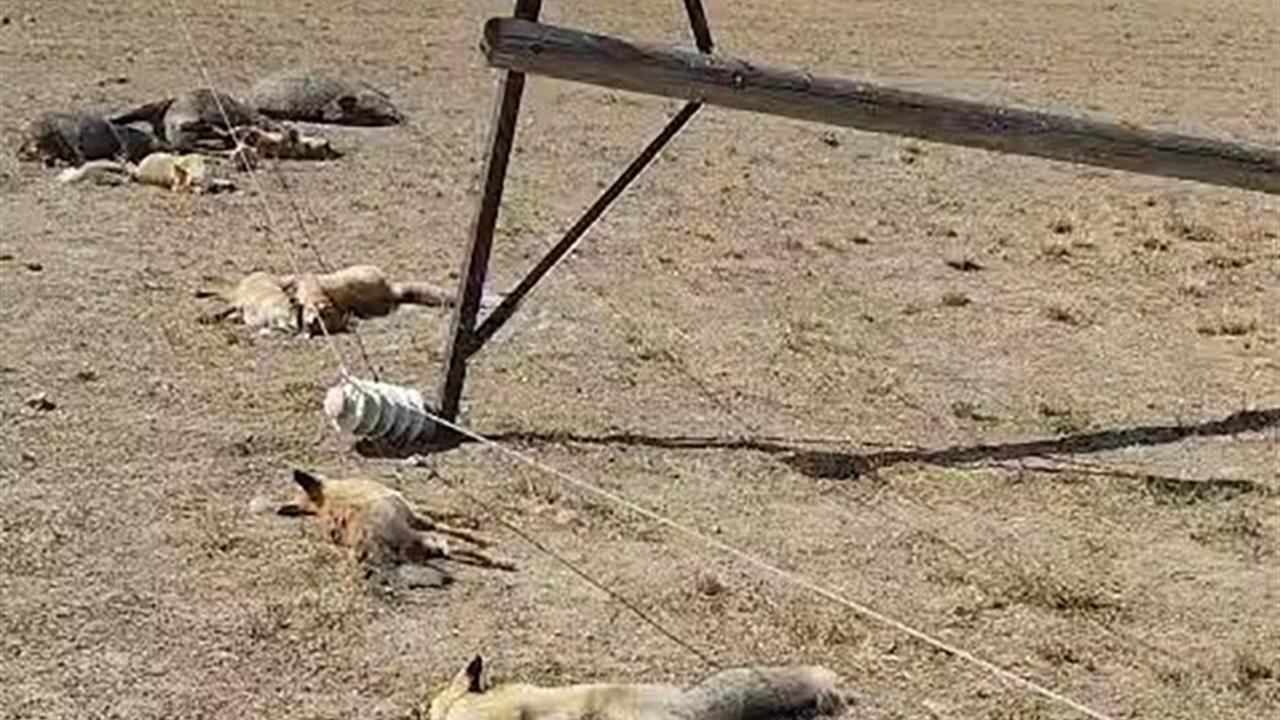 Van'da Düşen Elektrik Hattı Yaban Hayvanlarının Ölümüne Neden Oldu