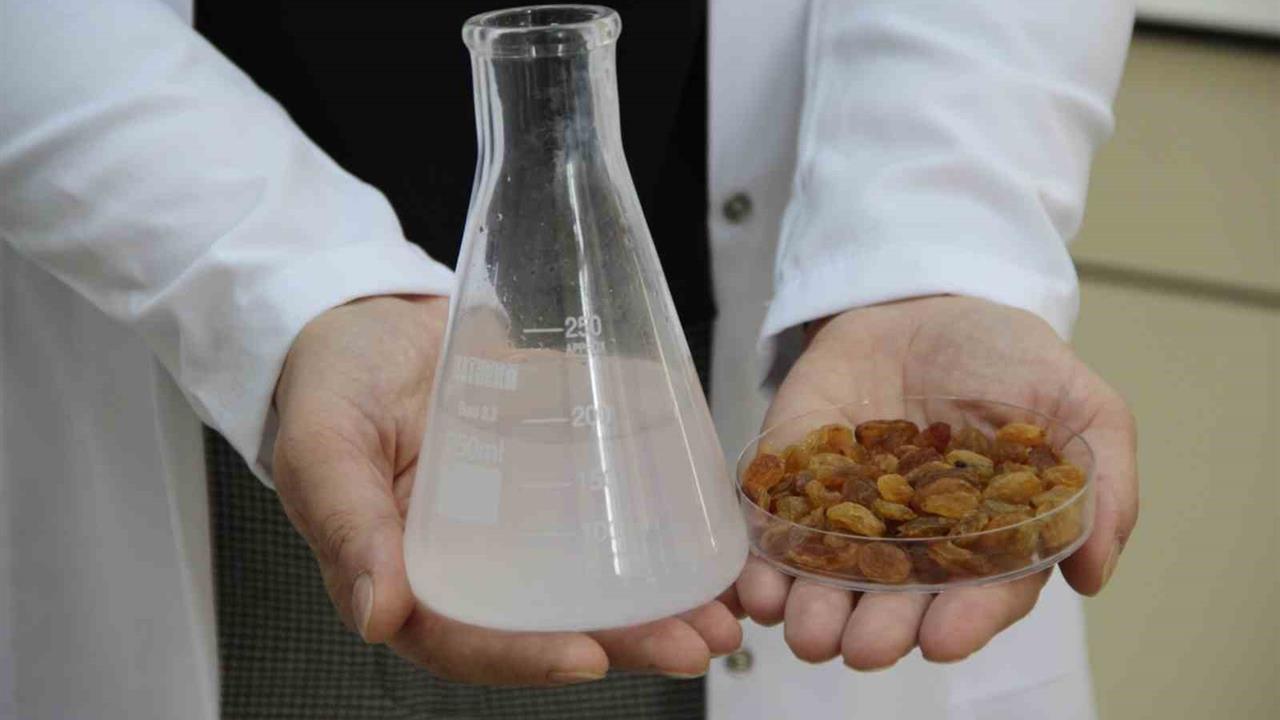 Çorum'da Kuru Üzüm İhracatındaki Toksin Sorununa Çözüm Geliştirildi