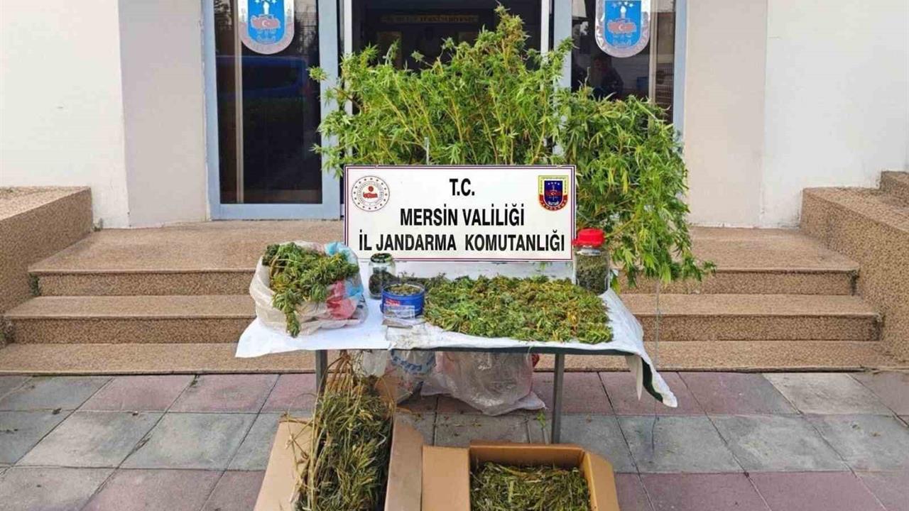 Mersin Akdeniz'de Uyuşturucu Üreten Şahıs Jandarma Tarafından Tutuklandı