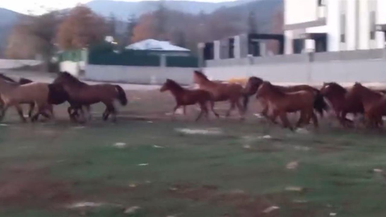 Bolu Merkez'de Aç Kalan Yılkı Atları Şehirde Görüntülendi