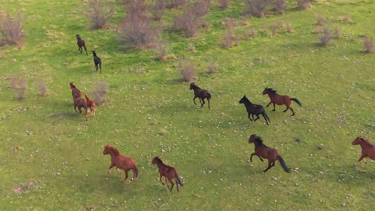 Eskişehir Alpu'da Yılkı Atlarının Özgür Hali Dron ile Kaydedildi