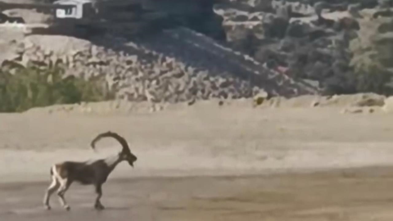 Akkuyu İnşaat Sahasında Yaban Keçisi Görüntülendi