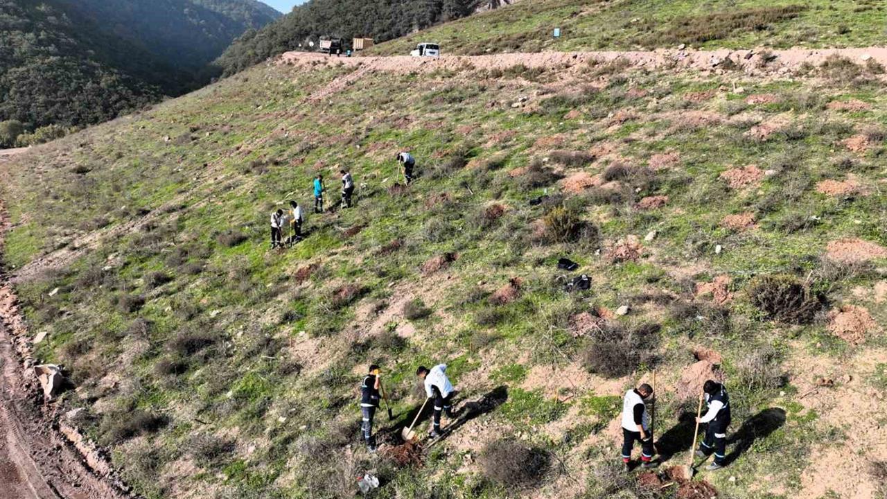 Kocaeli Körfez'de 3 Bin 300 Toros Sediri Ağaçlandırma Projesi Başlatıldı