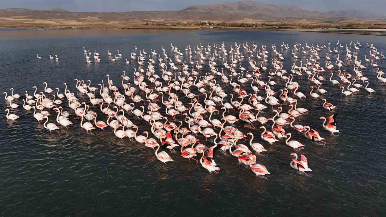 Van Erçek Gölü'nde Flamingoların Konaklama Süresi Uzadı