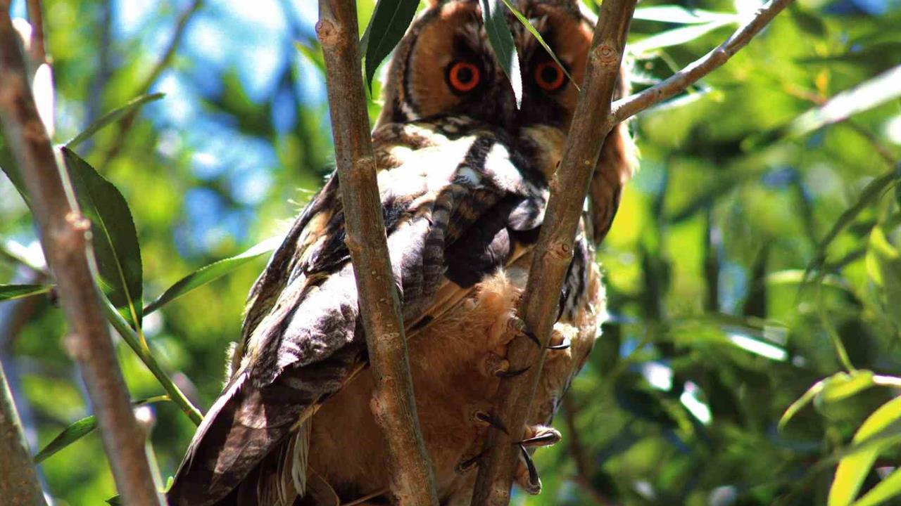 Van Özalp'te Nadir Görülen Kulaklı Orman Baykuşu Görüntülendi