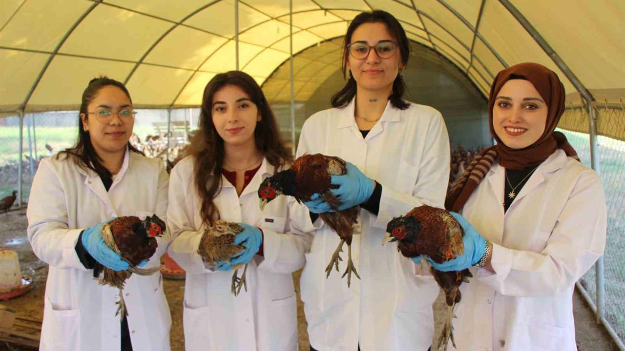 Amasya'da Sülün Yetiştiren Üniversiteliler, Sağlıklı Besin Hedefliyor