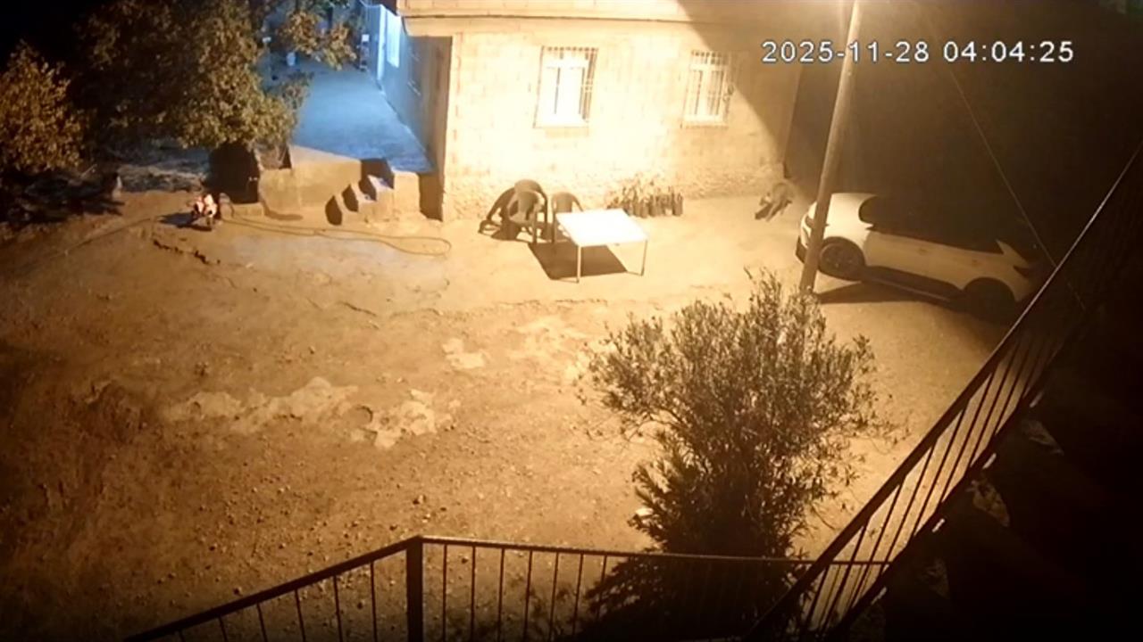 Şanlıurfa Bozova'da Sırtlanların Tavuk Kümesine Girmesi Sonucu Hayvanlar Çalındı