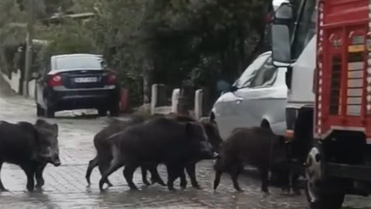 Balıkesir Ayvalık'ta Yağmur Sonrası Aç Kalan Domuzlar Şehir Merkezine İndi