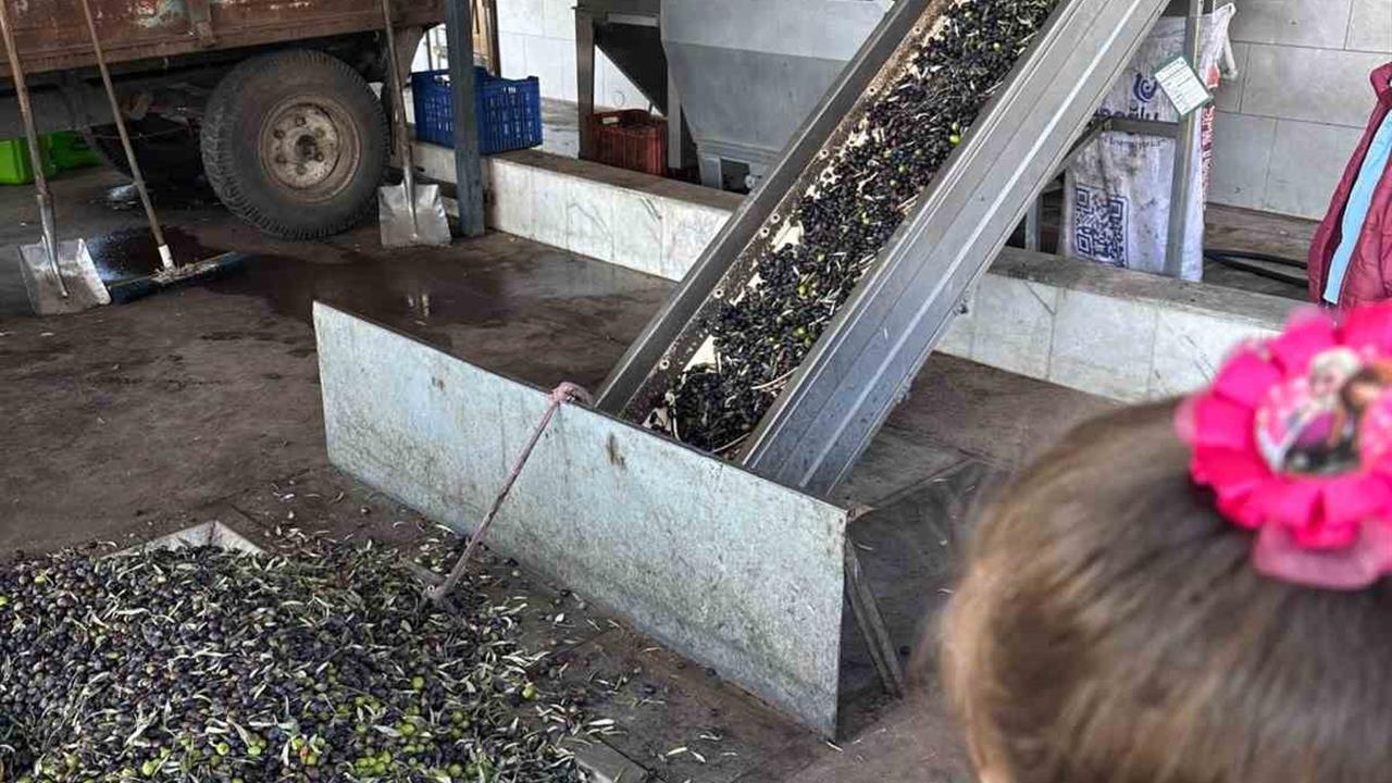 Aydın Efeler'de Minikler Zeytin Ağaçtan Sofraya Projesinde Aktif Rol Alıyor