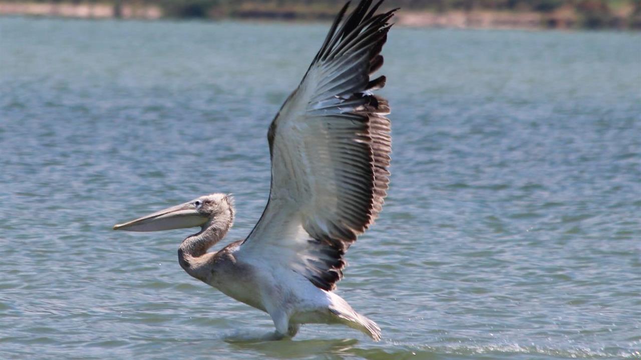 Aydın Azap Gölü’nde Oltaya Takılan Tepeli Pelikan, Balıkçılar Tarafından Kurtarıldı