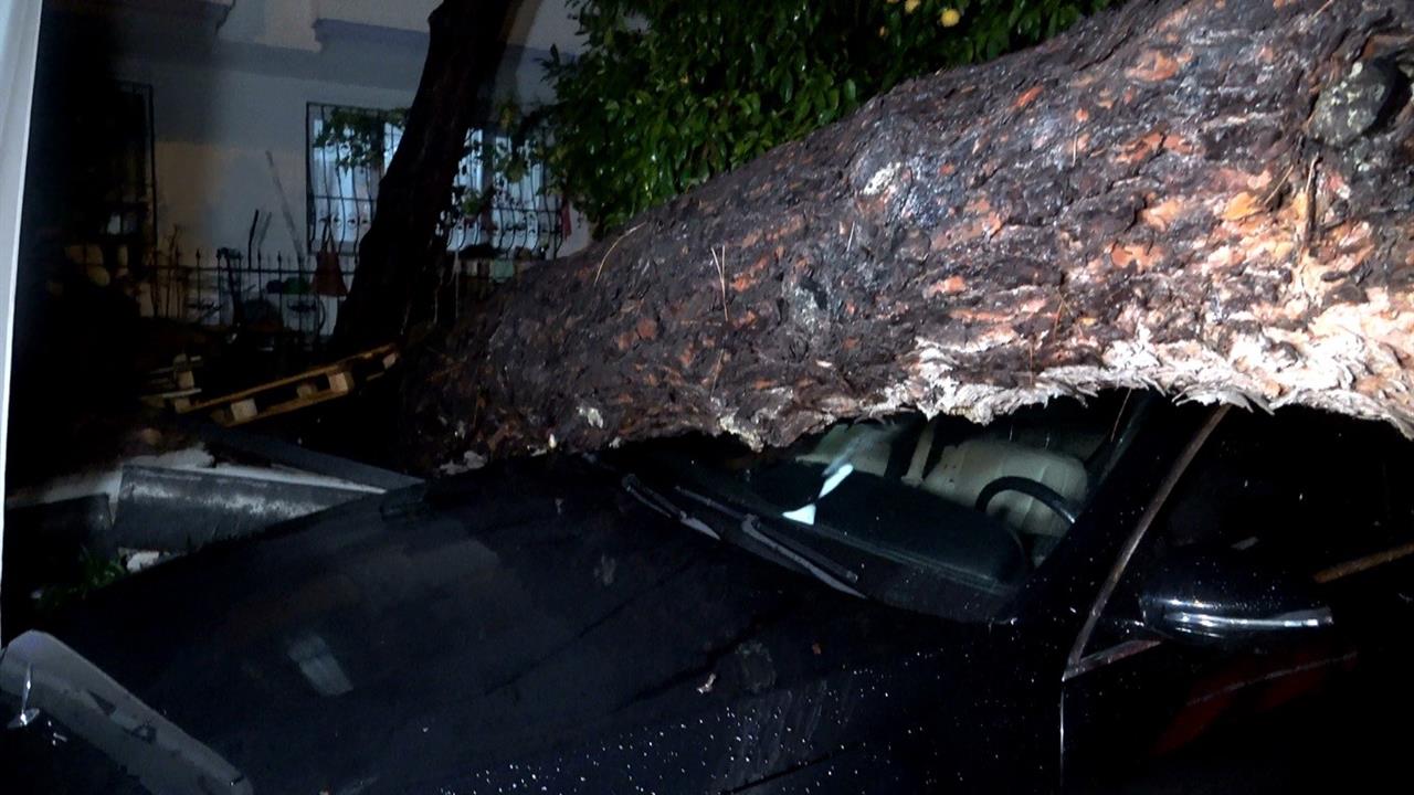 Antalya Konyaaltı'nda Yaşanan Şiddetli Rüzgar ve Yağmurda Ağaç Devrildi