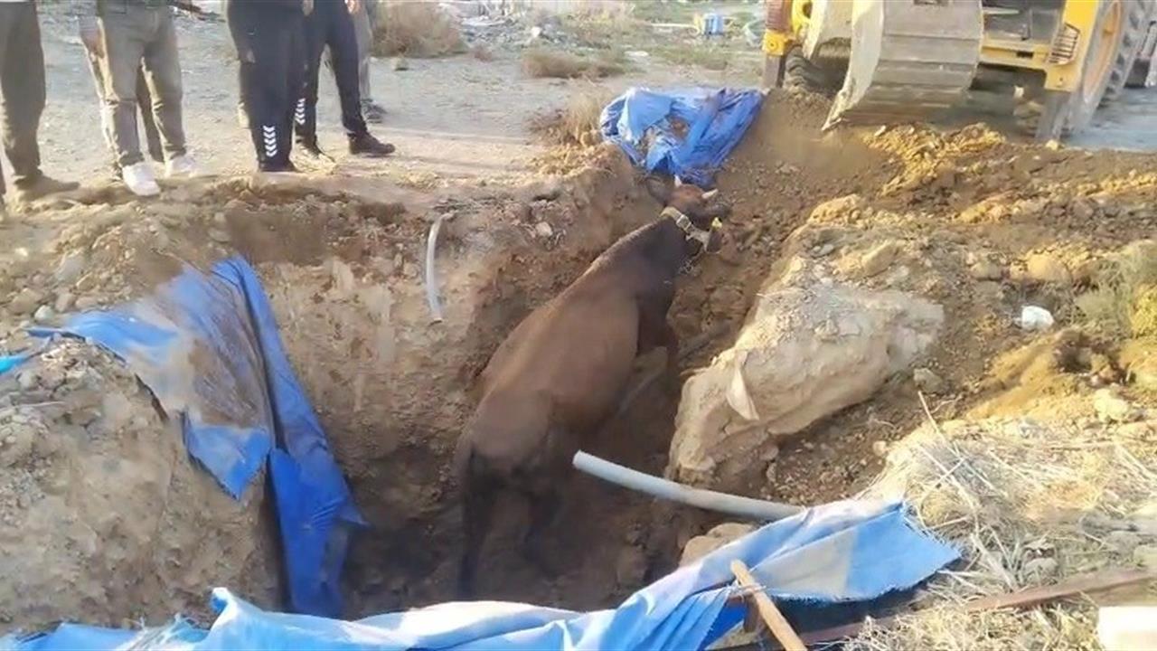 Hatay Kırıkhan'da Çukura Düşen Büyükbaş Hayvan İtfaiye Ekipleri Tarafından Kurtarıldı