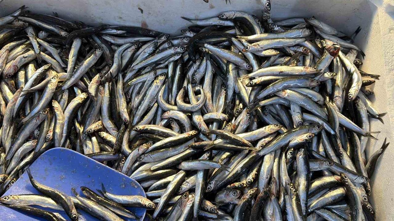 Düzce'de Palamutun Gürcistan'a Göç Etmesiyle Hamsi Tezgahlarda Bolca Yer Alıyor