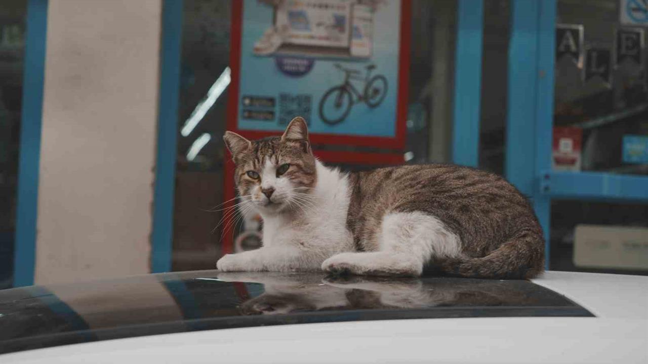 Kocaeli'nde Sokak Kedileri, Marketlerin Önünde Kolayca Besleniyor