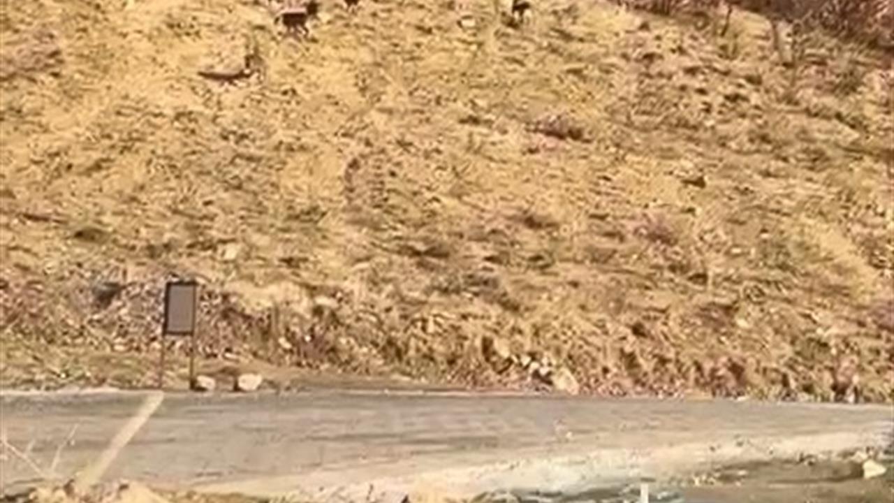 Elazığ Karakoçan'da Koruma Altındaki Dağ Keçileri Görüntülendi