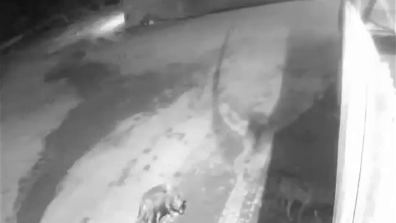 Erzurum Aşkale'de Aç Kalan Kurtlar Yerleşim Alanına Girdi