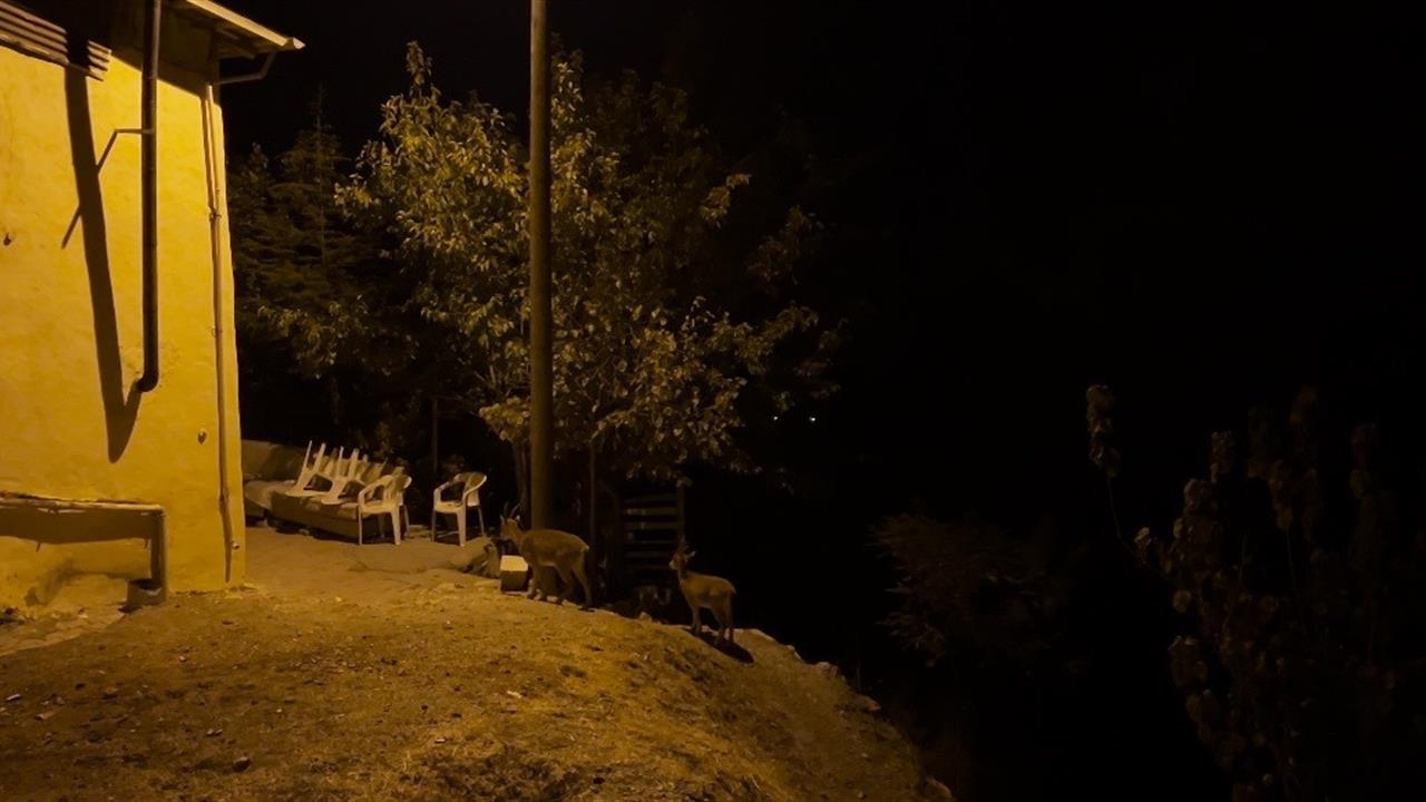 Tunceli Çemişgezek'te Dağ Keçileri Yiyecek Ararken Görüntülendi